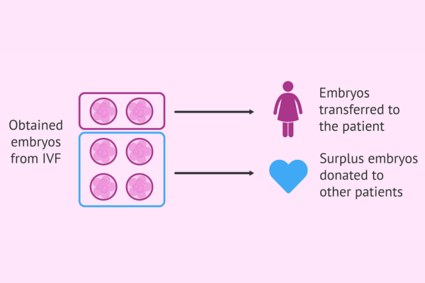 Embryo Donation Process