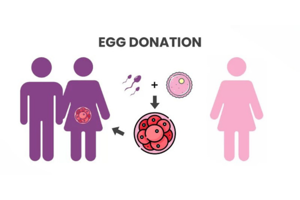 Egg Donation